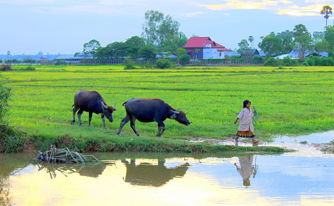 Countryside Tours